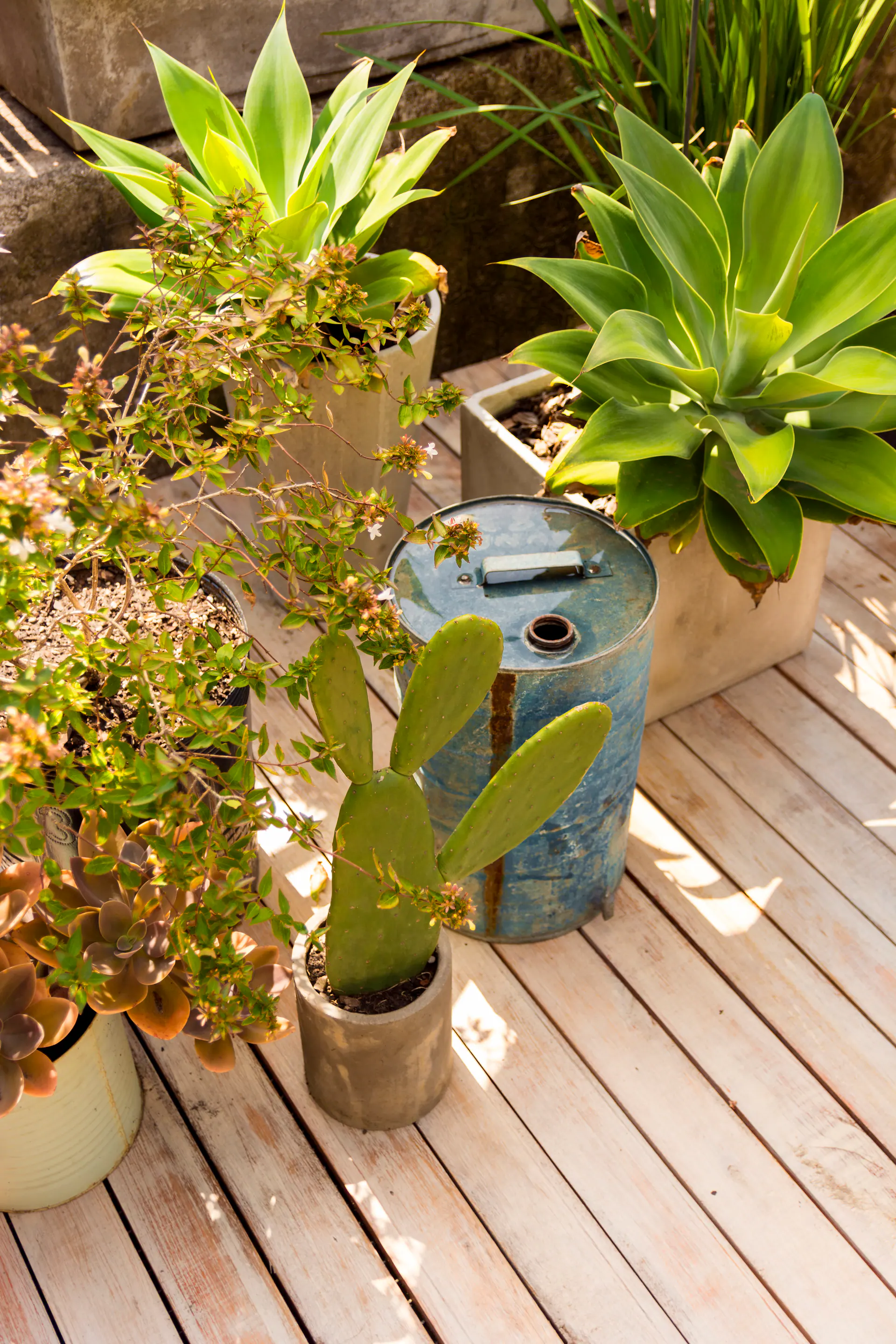 High Angle Different Plants Greenhouse