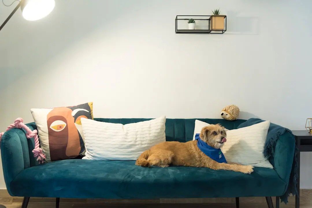 Finding a Pet-Friendly Apartment in Boca Raton: What to Check Before You Apply at Waterford Bay Apartments