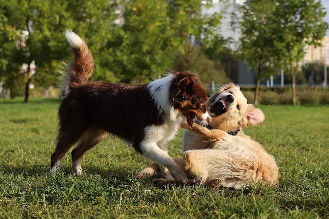Pet-Friendly Living at Waterford Bay: What the Policy Covers at Waterford Bay Apartments