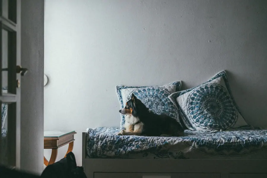 Pet-friendly apartment living