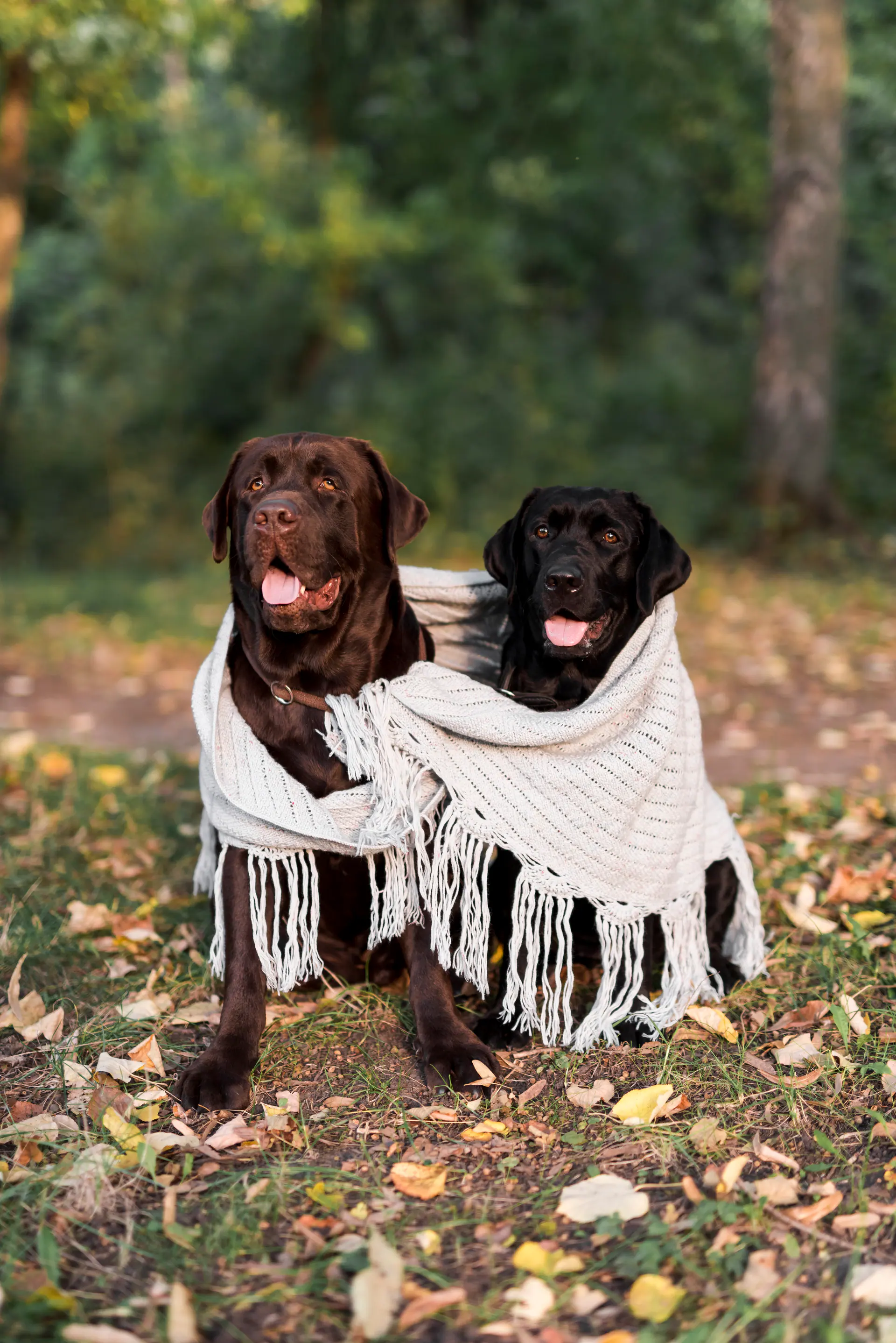 Front View Two Black Brown Labrador Sitting With White Scarf Park (1)