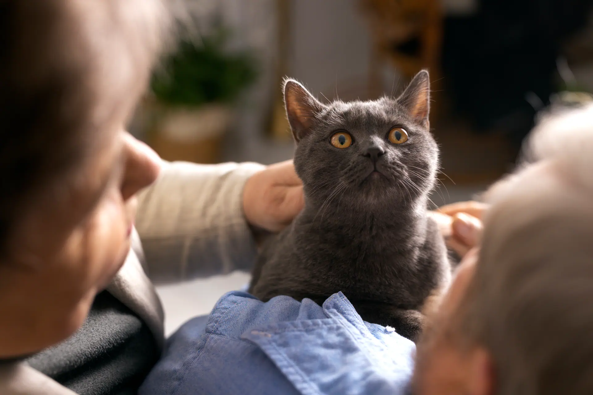 Two people at home with a cat