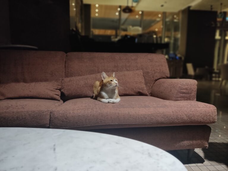 Photo Pet-Friendly Apartments