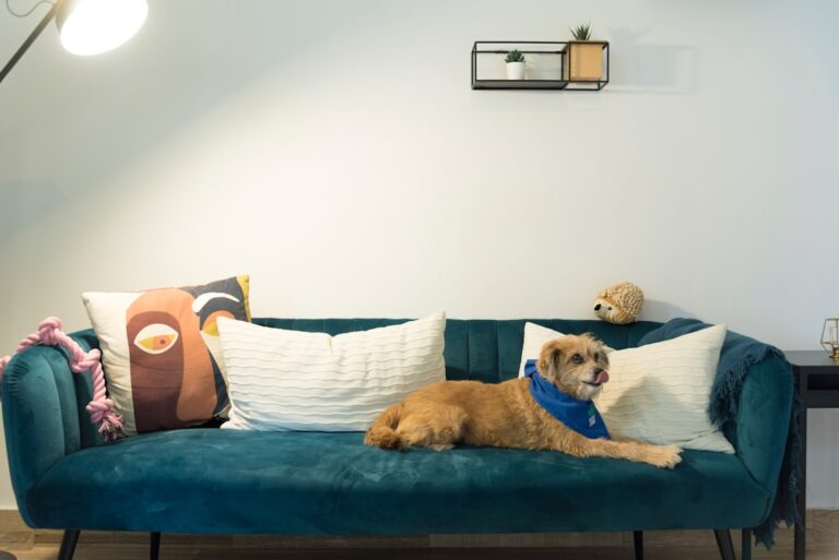 Photo Pet-Friendly Apartment